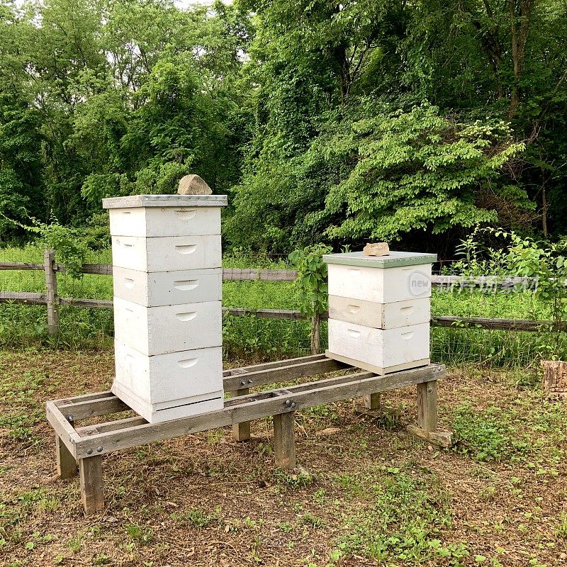 蜂箱区域内有围栏的养蜂场