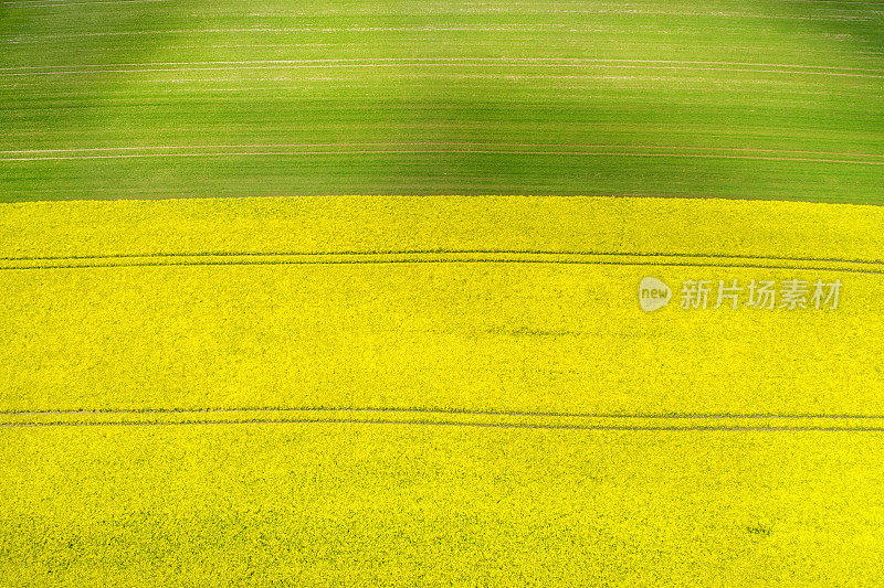 油菜籽和小麦田，农业区-鸟瞰图