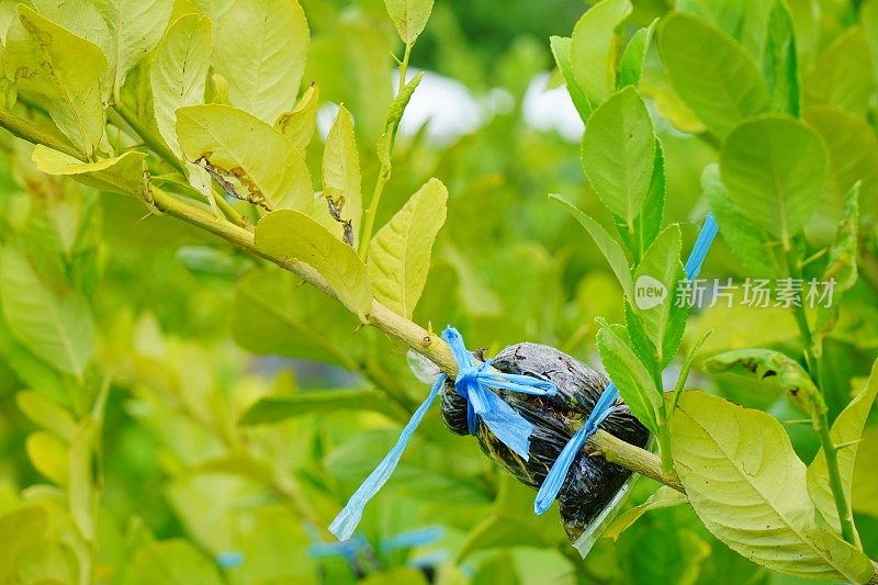 农场嫁接柠檬树枝