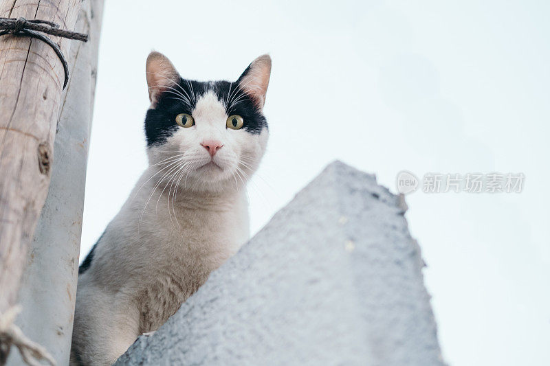 一只猫从篱笆顶上往下看