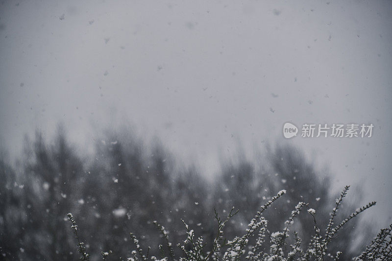 雪花落在灰色的天空和冬天的树枝上。