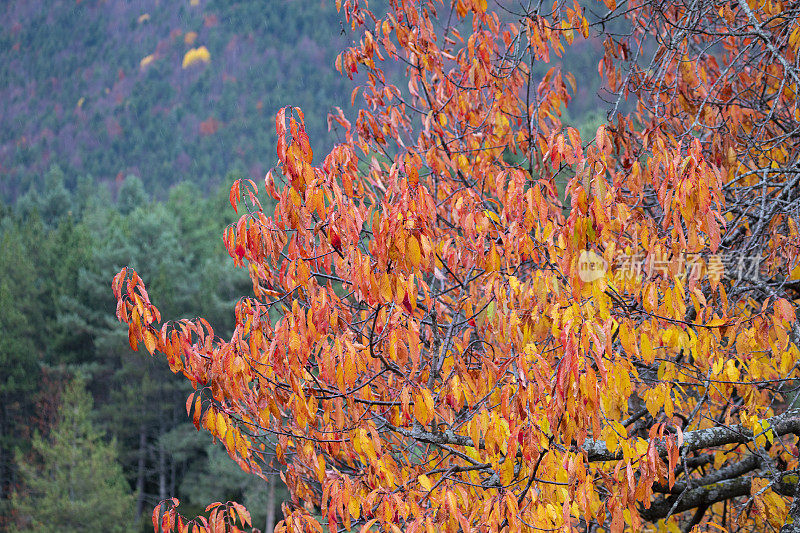巴塞罗那比利牛斯山的秋天。Berguedà秋天的山。