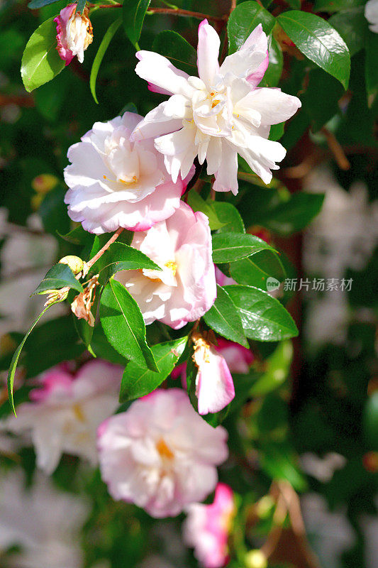 山茶花(重瓣)