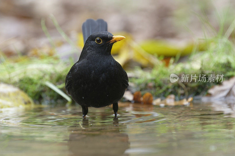 水中黑鸟(乌鸫)