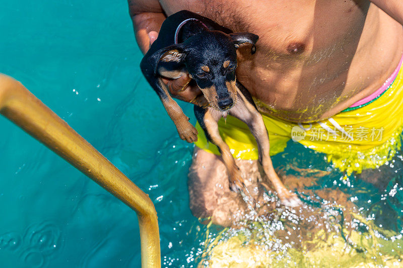 迷你Pincher(迷你Pinscher)和他的男性朋友从海里出来