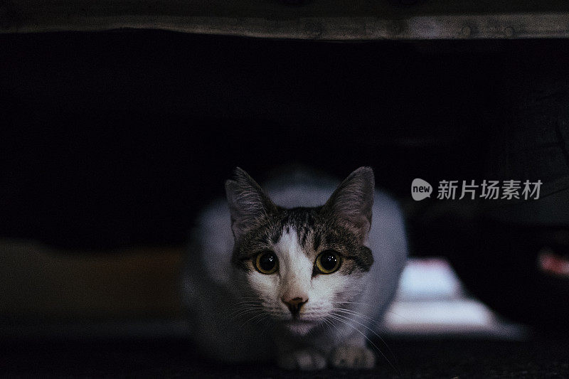 寂寞的猫