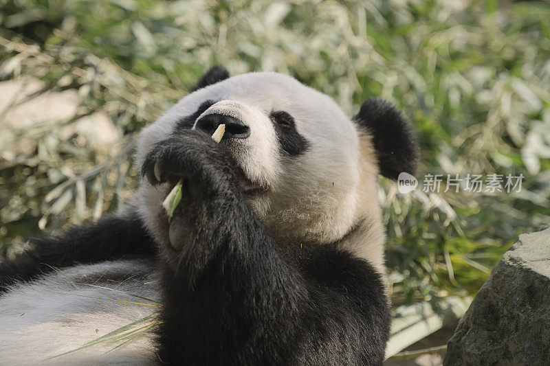 成都大熊猫吃竹子