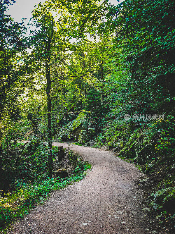 德国黑森林的一条小路。