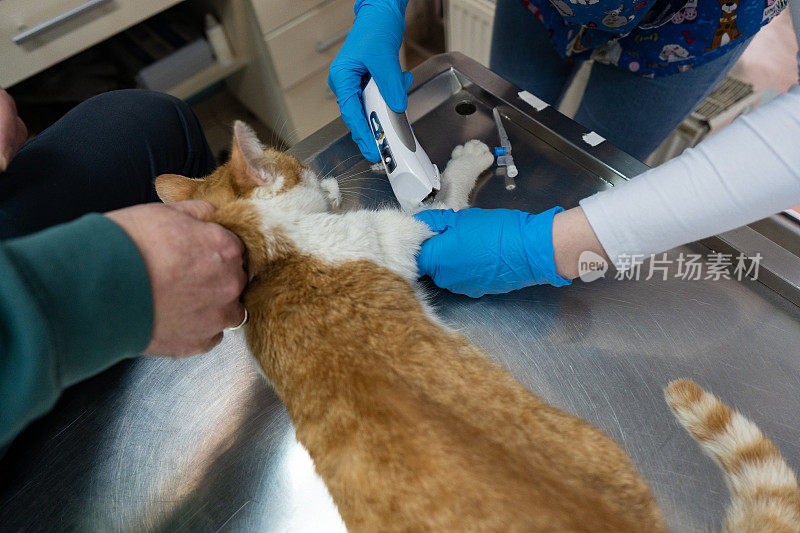 兽医在兽医诊所检查猫
