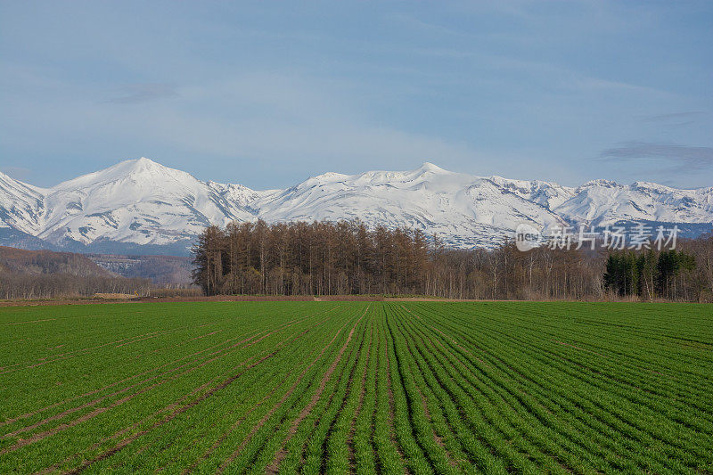 春天的麦田和雪山