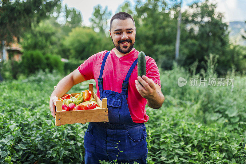 农民在收获自家种植的有机食物