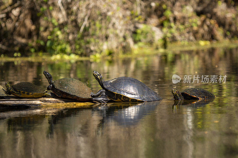 一排一排的海龟在漂浮的原木上晒太阳，其中一只困在水中