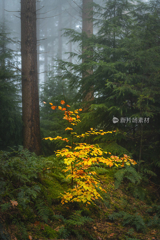 在一个美丽的秋日里，雾蒙蒙的松树林中有一棵明亮的小山毛榉树