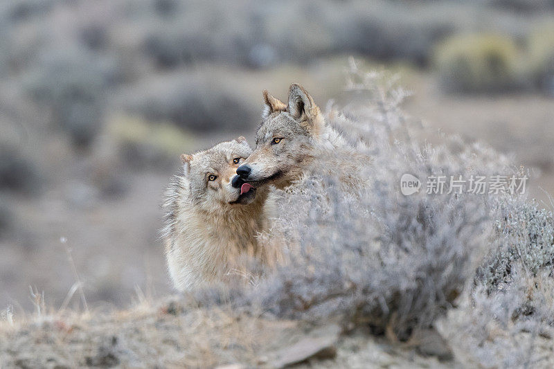 在美国黄石国家公园，两只灰狼(大部分为白色或黄褐色)在一起温柔地舔了舔，拍下了这张照片。
