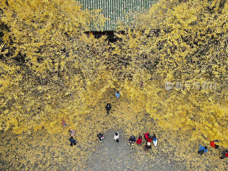 鸟瞰图，银杏树在黄色季节，中国成都