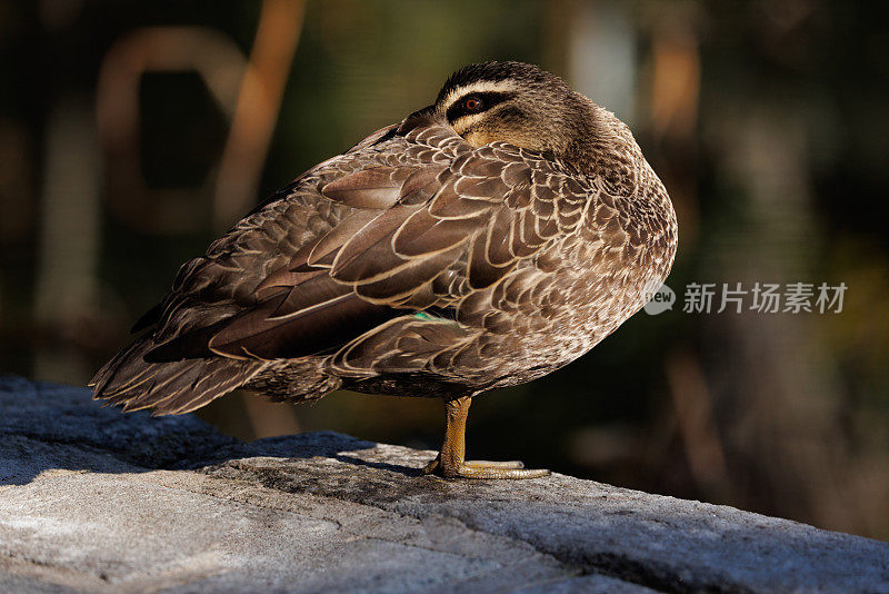 太平洋黑鸭