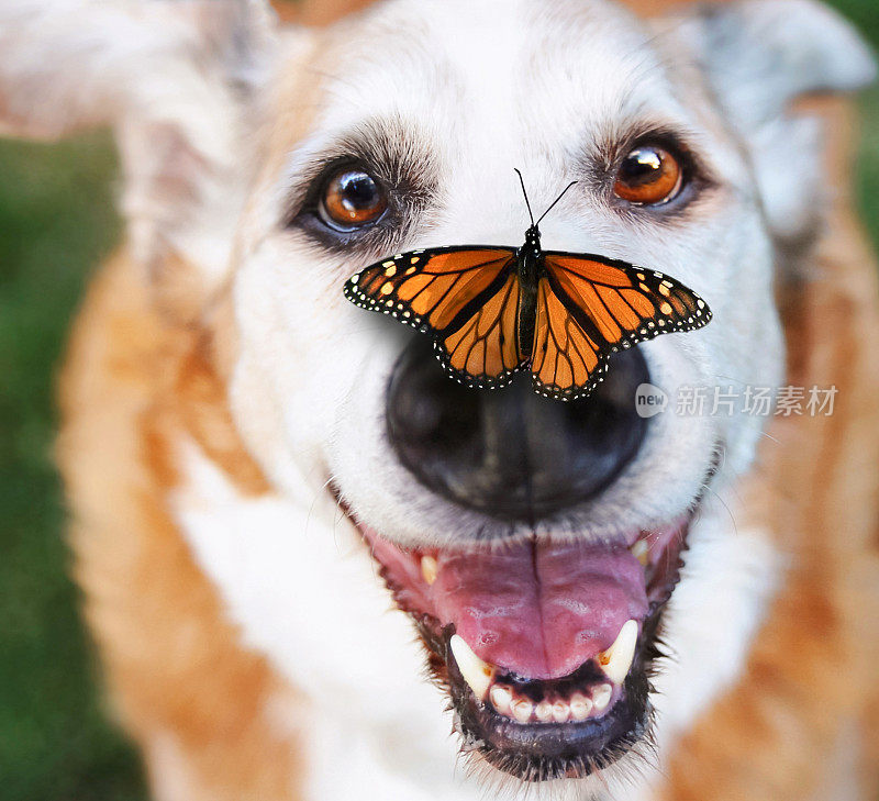 老狗躺在后院的草地上对着镜头微笑，鼻子上有一只蝴蝶
