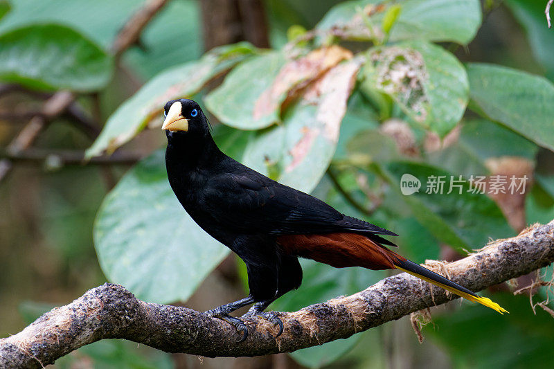 冠毛犬Oropendola