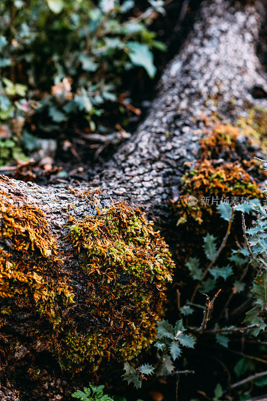 森林中树干上长满苔藓