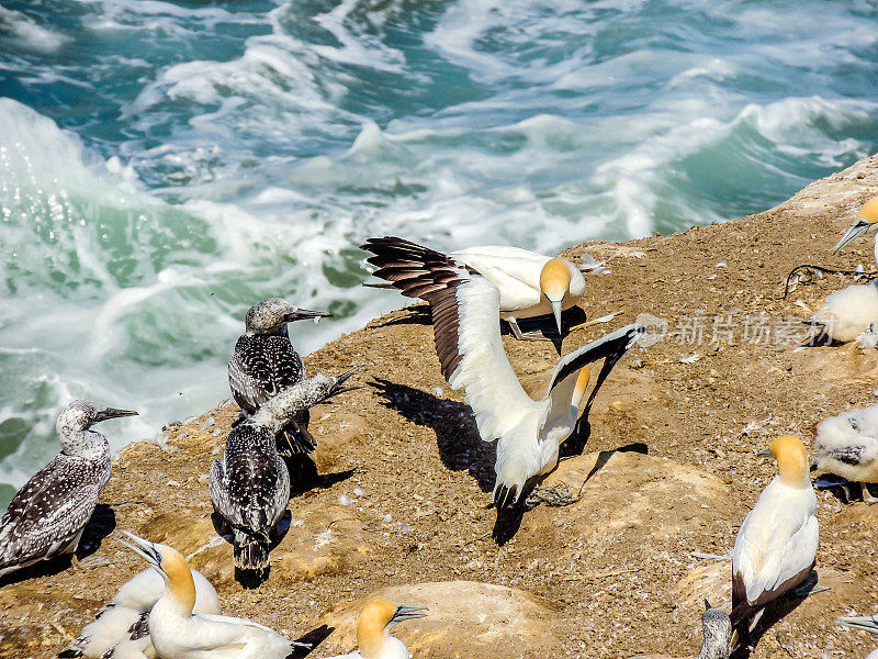 塘鹅在交配季节聚集在一起。Murawai海滩，奥克兰，新西兰