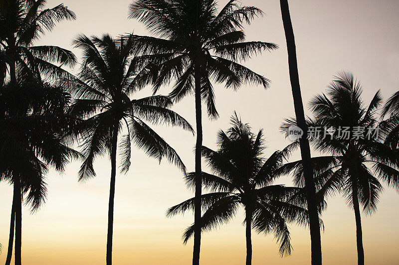 漫射阳光通过棕榈树剪影，塔马林多海滩，瓜纳卡斯特，哥斯达黎加