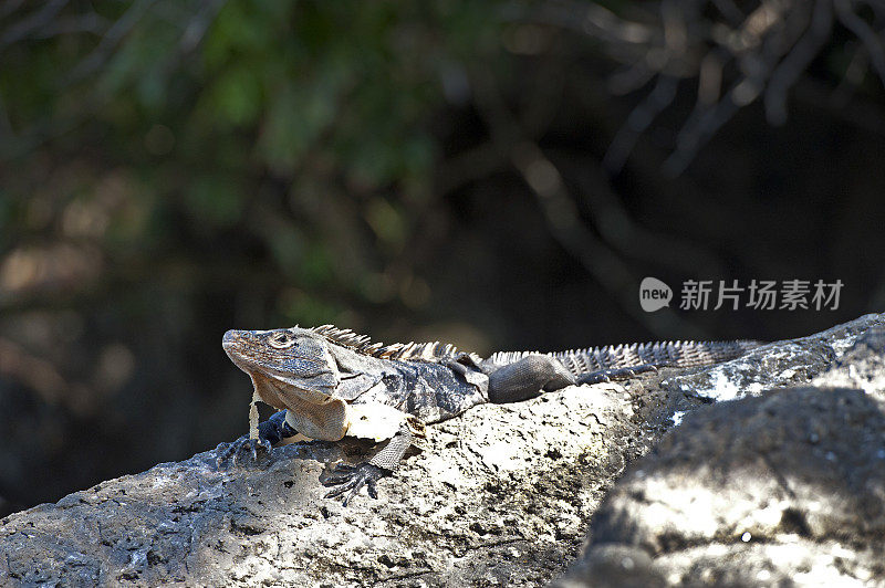 哥斯达黎加曼纽尔·安东尼奥，阳光下岩石上的鬣蜥