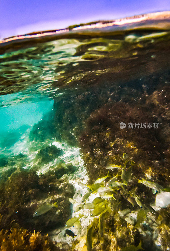 热带加勒比海底生物，上面有悬崖