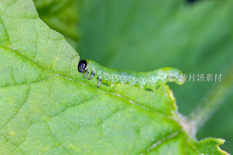 小醋栗锯蝇-醋栗的叶子被幼虫吃掉。醋栗锯蝇是醋栗和醋栗的害虫。