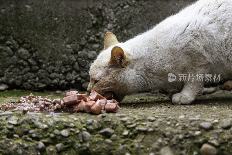 猫在街上吃东西