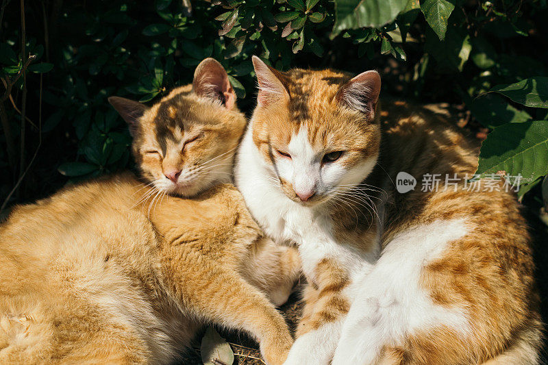 一只猫睡在一起的图像