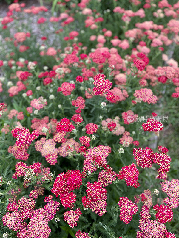 千叶蓍草花