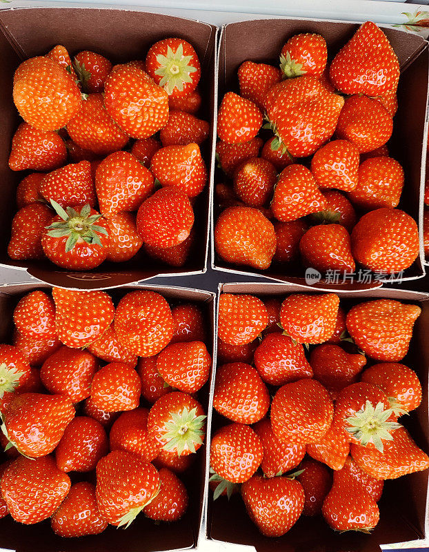 新鲜的有机甜熟草莓水果在杂货店出售在苏格兰英格兰英国格拉斯哥