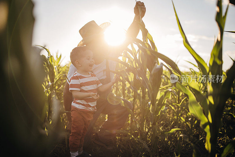 爷爷和孙子在农场的玉米田日落