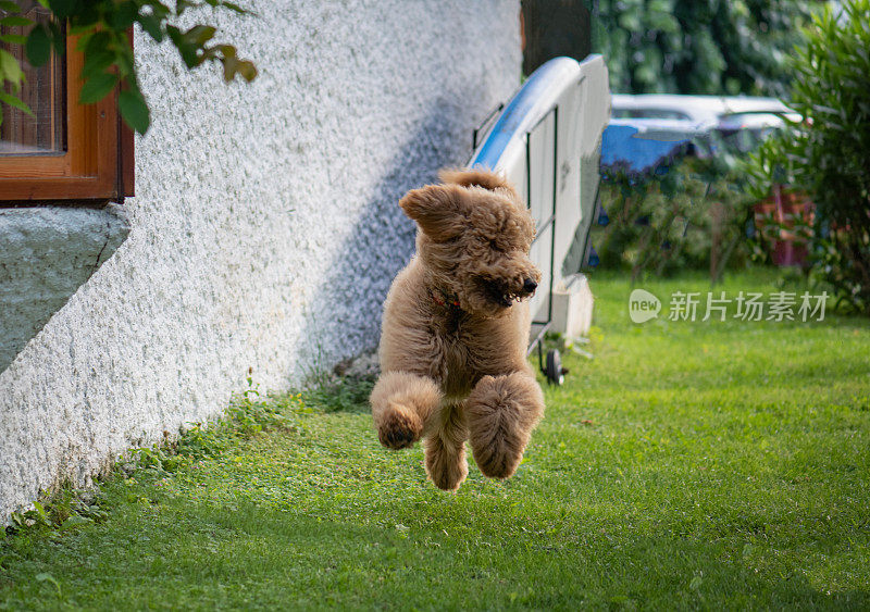 巨大的贵宾犬在花园里跳跃