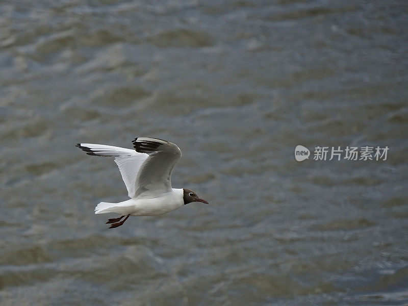 海鸥在河上飞翔——概念自由
