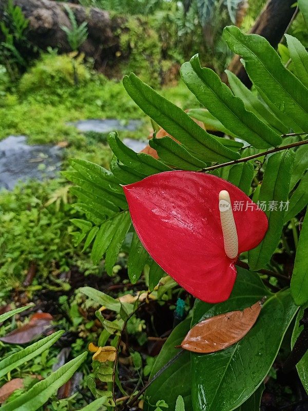 红色花烛属植物花