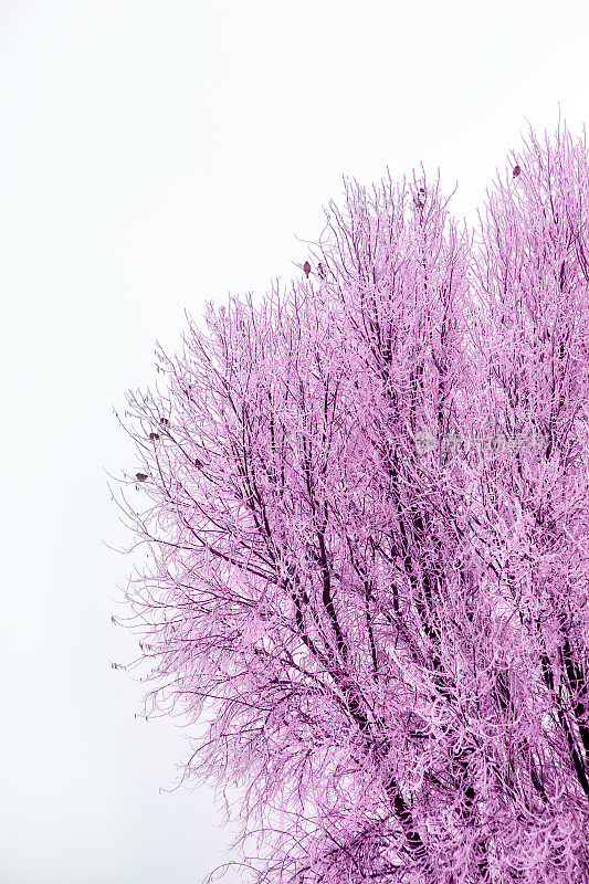 紫色裸露的树和鸟