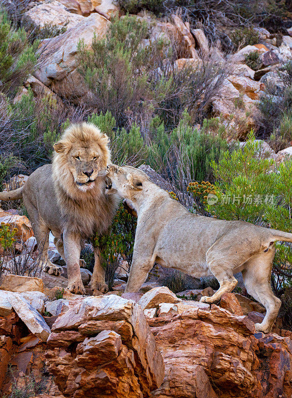 在美丽的南非的夏天，大型野生雄性和雌性狮子在岩石地形上航行