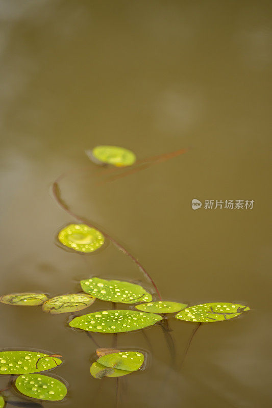 漂浮的百合垫与雨珠在蜡叶表面，复制空间在框架顶部