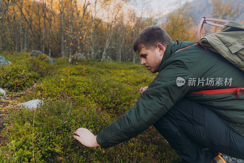 一个背着背包的人在挪威森林里捡越橘