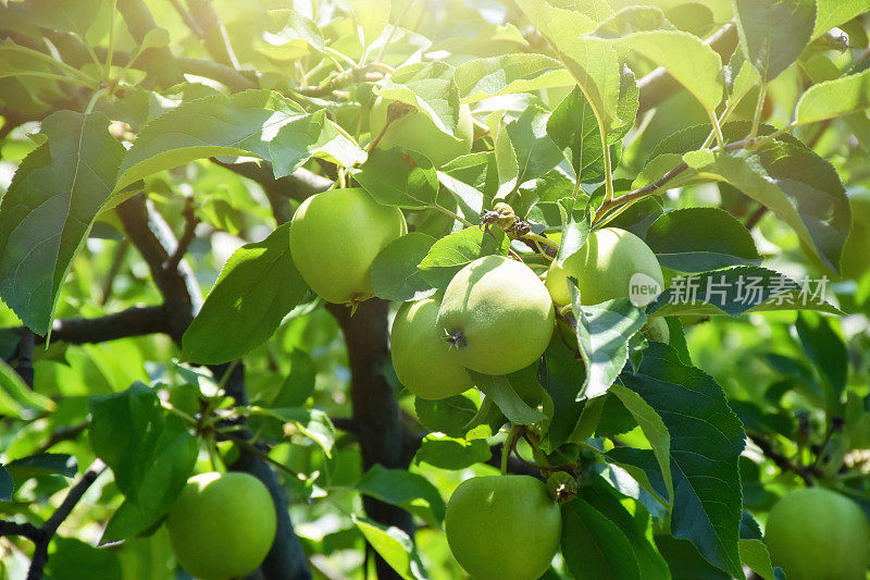 苹果树，绿色的苹果在苹果树的树枝上