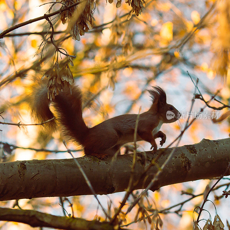松鼠在树枝上。野生自然