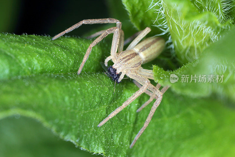 一只蜘蛛正在吃它的猎物——蚜虫。花园和农田中植物害虫的天敌。