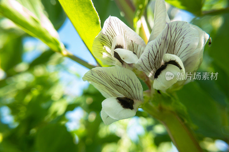 阳光下，菜园子里开花的蚕豆