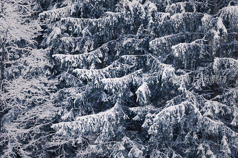 白雪覆盖的树木