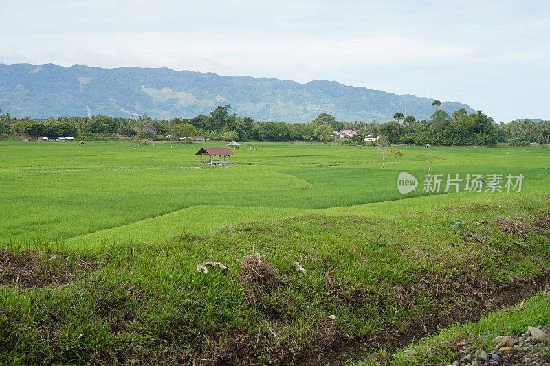 以山为背景的稻田