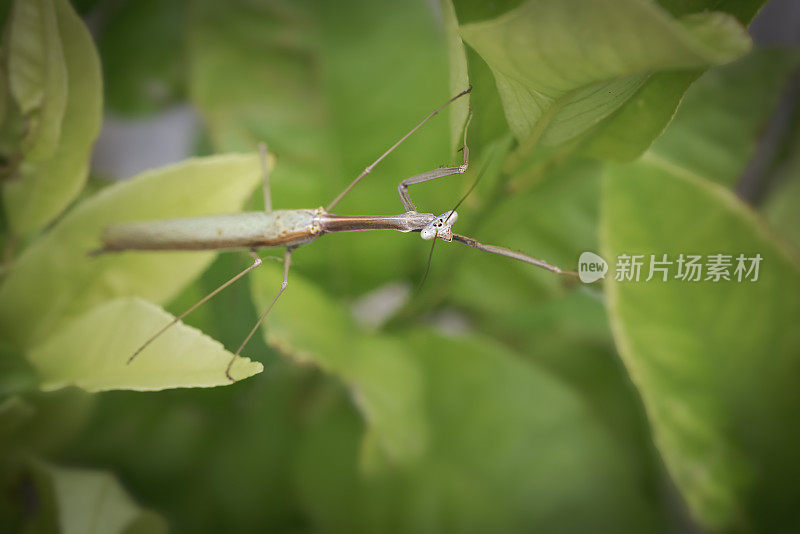 竹节虫(phasmatoia)