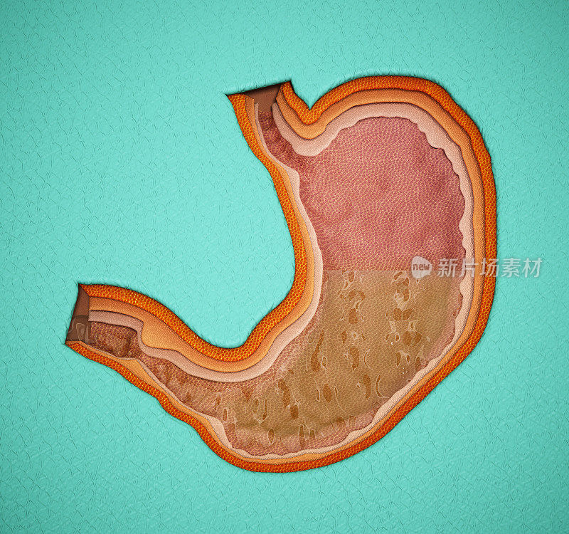 人体胃结构的3D插图
