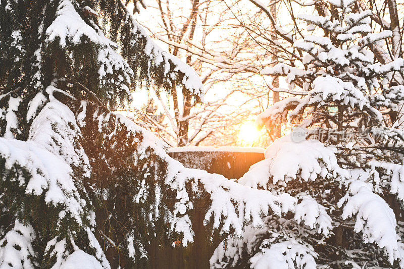 后院花园里的树被雪覆盖着