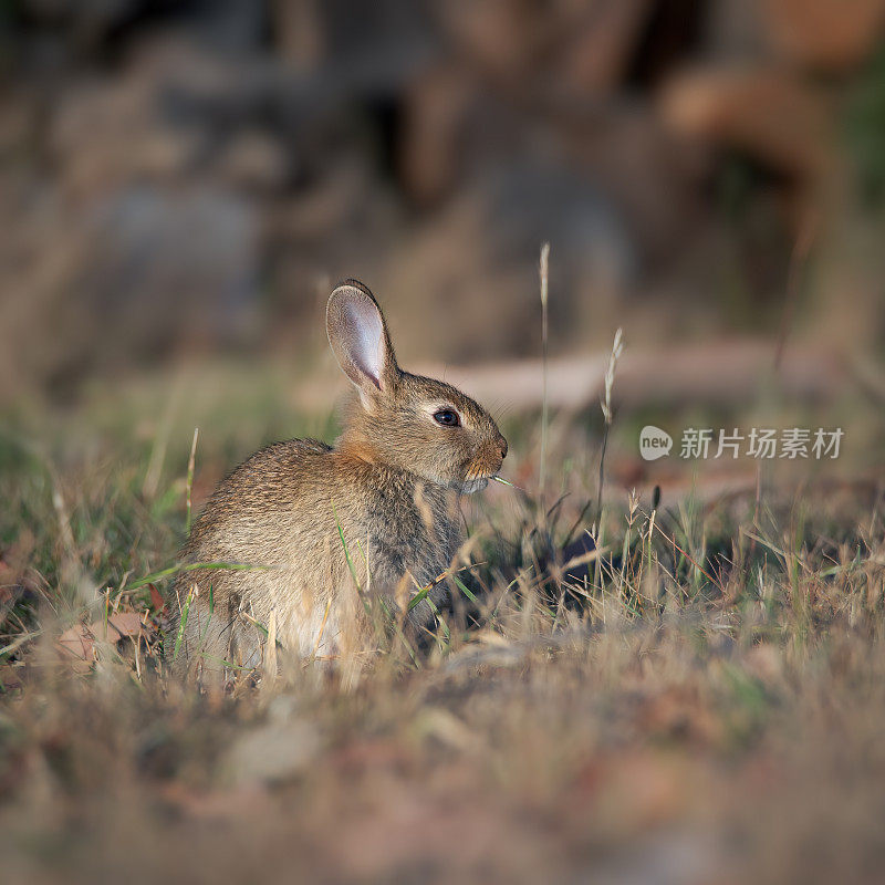野棉尾兔